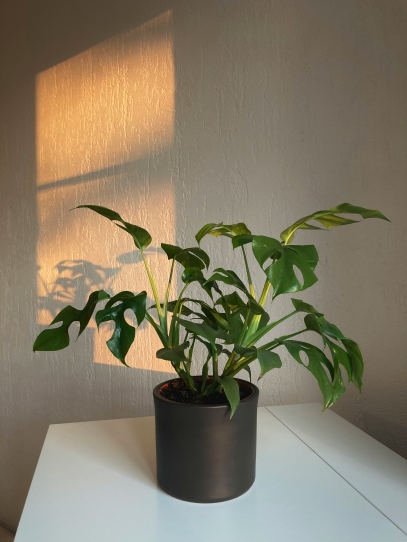 10 Indoor Plants That Love Low Light – Perfect for Apartments & Offices