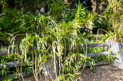 Dracaena Fragrans (Cornstalk Dracaena , Lisa Cane)
