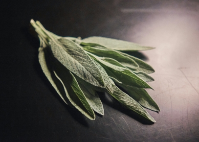 The Healing Power of Plants – Natural Remedies and Herbal Benefits