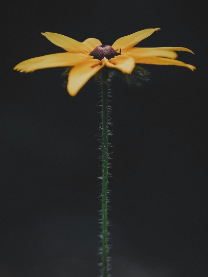 The Titan Arum – Nature’s Tallest, Smelliest, and Most Mysterious Flower