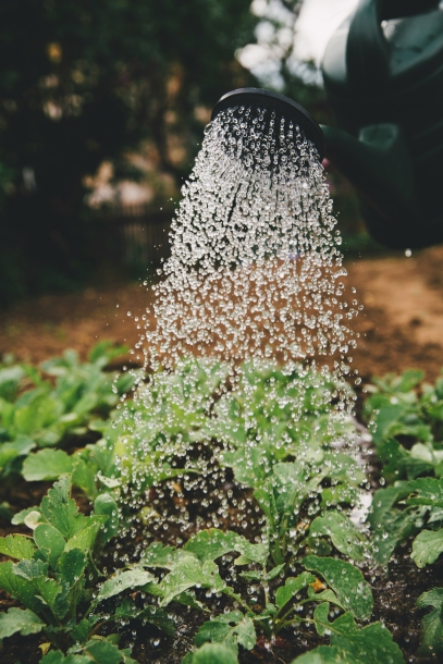 Your Guide to Using Organic Fertilizer at Home