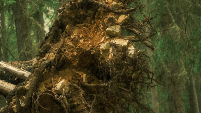 The Role of Roots – How Plant Roots Shape Growth and Environment