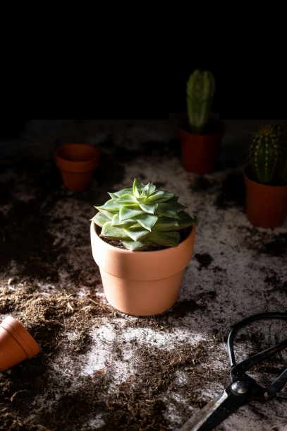How Plants Celebrate Earth Day – Why Plants Matter to Our Planet