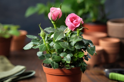 The Beauty of Garden Roses: A Timeless Classic