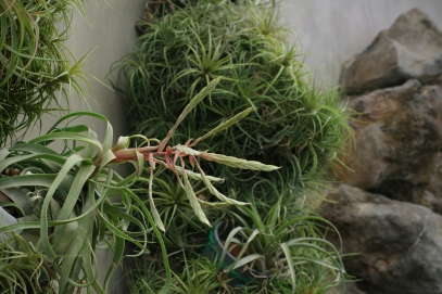 The Fascinating World of Carnivorous Plants – Nature’s Living Traps