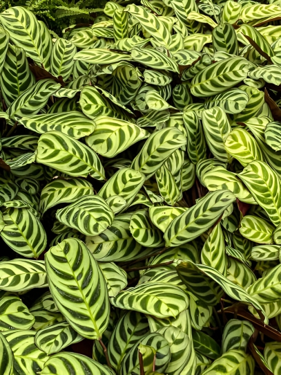 Never Never Plant (Ctenanthe spp.): A Guide to Care, Growth, and Propagation