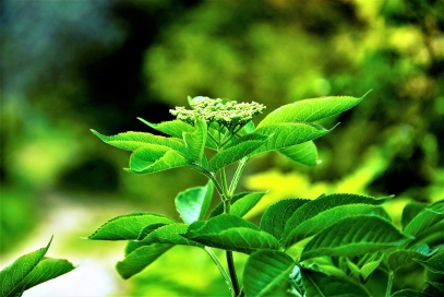 The Healing Power of Medicinal Plants – Nature’s Pharmacy