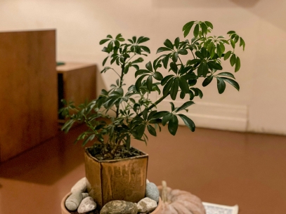 Complete Care Guide for Pilea Peperomioides (Chinese Money Plant)