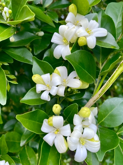 Murraya Paniculata: The Fragrant Orange Jasmine for Your Garden