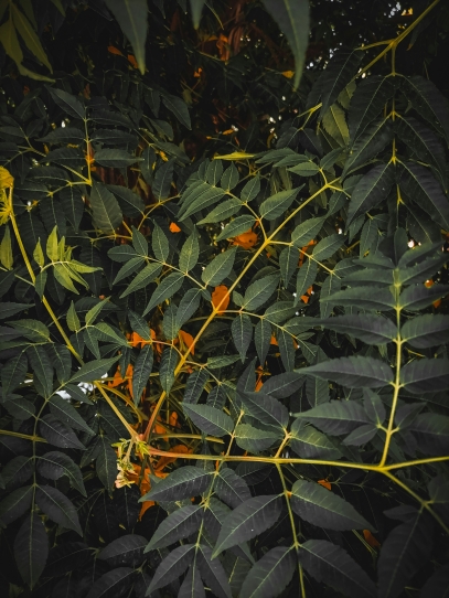 How to Grow and Care for Maranta Leuconeura (Prayer Plant)