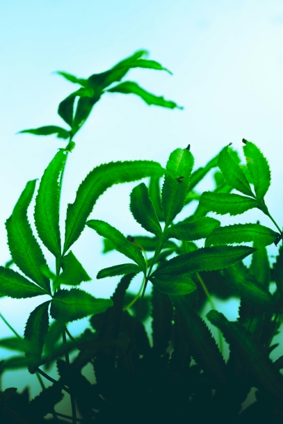 Indoor Plants That Purify Air – Nature’s Green Filters
