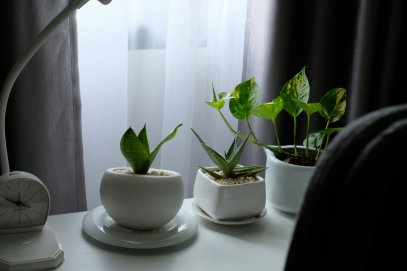 Indoor Plants and Mental Health – Green Companions for a Healthier Mind