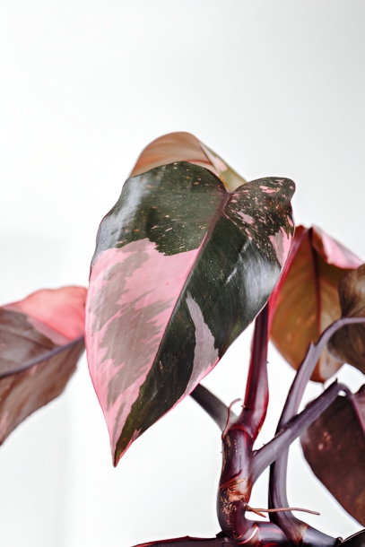 Pink Princess Philodendron (Philodendron erubescens 'Pink Princess')