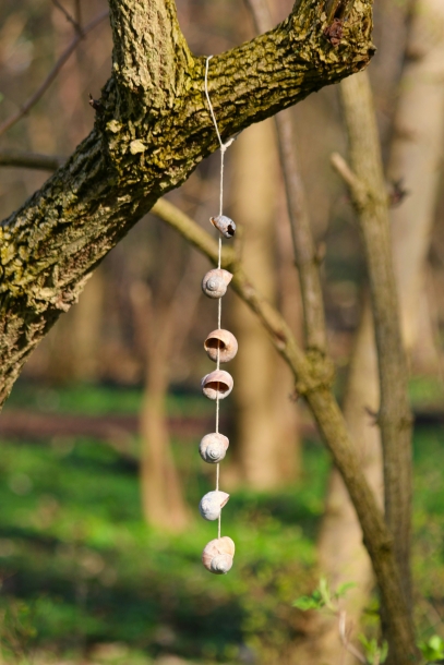 How to Care for String of Pearls (Senecio rowleyanus) – Full Guide