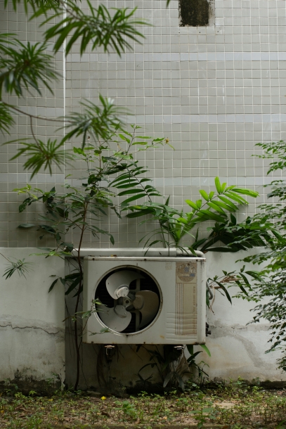 Indoor Plants and Mental Health – The Psychological Benefits of Greenery at Home