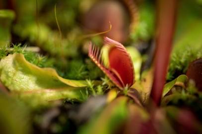 Carnivorous Plants – Nature’s Green Predators