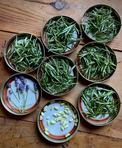The Healing Power of Medicinal Plants – Exploring Nature’s Pharmacy