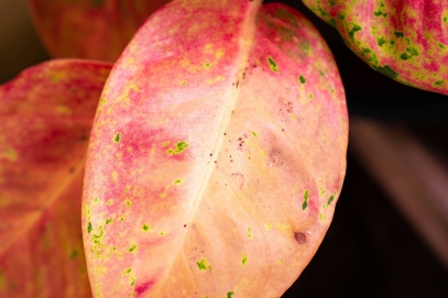 How to Grow and Care for Fittonia Albivenis (Nerve Plant)