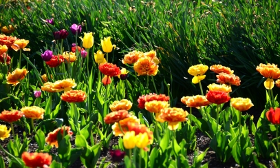 Plants That Symbolize Hope – Decorate Easter with Spiritually Meaningful Greenery