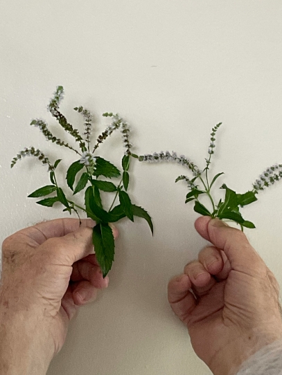 Plant Propagation Techniques – Multiply Your Green Friends at Home