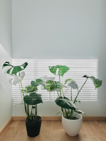 How to Keep Indoor Plants Healthy – Essential Care Tips for Every Home