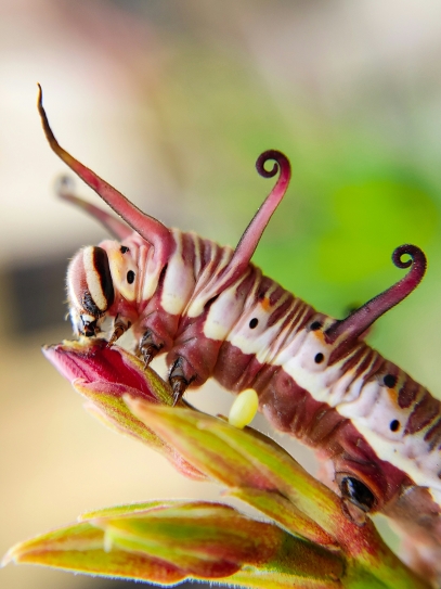 Unveiling Carnivorous Plants – Nature’s Most Unusual Predators
