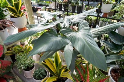 Philodendron Hastatum (Silver Sword)