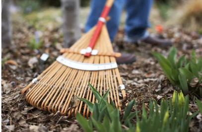 What to Do for Your Plants After Winter: A Spring Gardening Guide