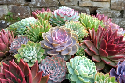 Succulent Plants: The Ultimate Guide to Low-Maintenance Beauty