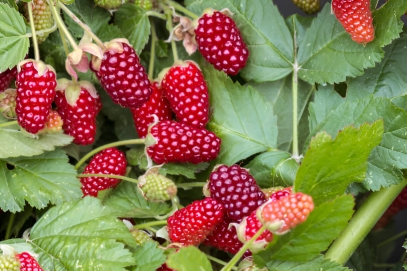 Tayberries (Rubus fruticosus × R. idaeus)