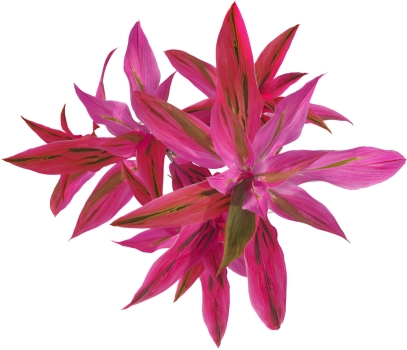 Ti Plant (Cordyline fruticosa) Care Guide: Growth, Maintenance, and Propagation