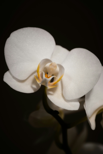 Ghost Orchid – The Mysterious Beauty of the Swamps