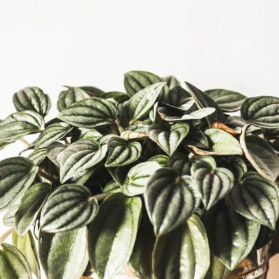 The Ultimate Care Guide for Emerald Ripple Peperomia