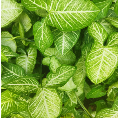 The Ultimate Guide to Arrowhead Vine Care
