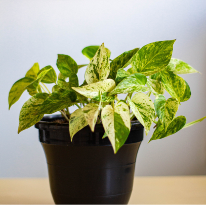 The Ultimate Guide to Pothos Care: Keep Your Devil’s Ivy Thriving