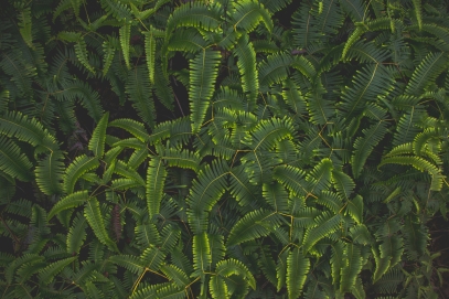 How to Care for Calathea Orbifolia – The Complete Guide