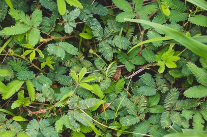Mimosa Pudica – The Shy Plant That Responds to Touch