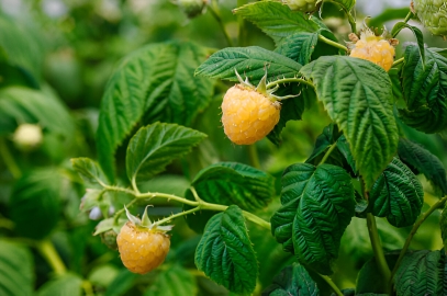Golden Himalayan Raspberry (Rubus ellipticus)