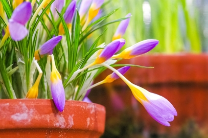Celebrate Easter with Plants: Bring the Spring Spirit into Your Home