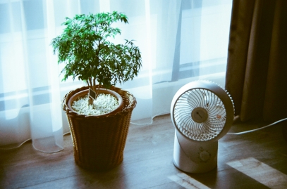 Plants That Purify Air – Natural Filters for a Healthier Home