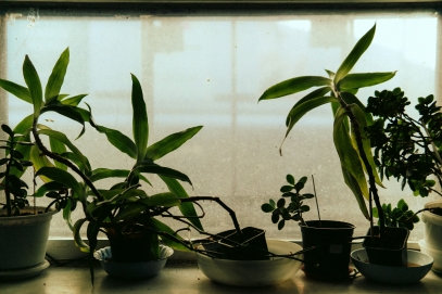The Role of Plants in Reducing Stress – How Greenery Improves Mental Health