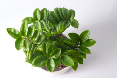 Zamioculcas Zamiifolia: The Ultimate Guide to the Resilient ZZ Plant