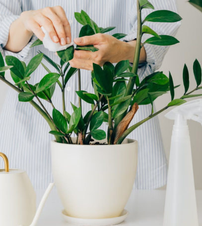 Secrets of Caring for the Dwarf ZZ Plant (Zamioculcas zamiifolia)