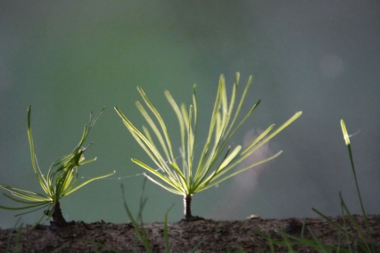 The Role of Plants in Combating Climate Change – How Greenery Can Save Our Planet