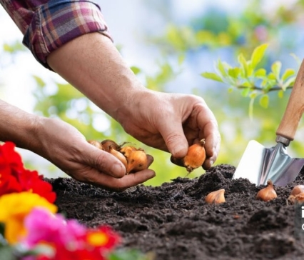 Spring Gardening: A Beginner’s Guide to Growing Your Own Food