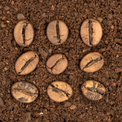 The Science of Seed Germination – From Dormancy to Life