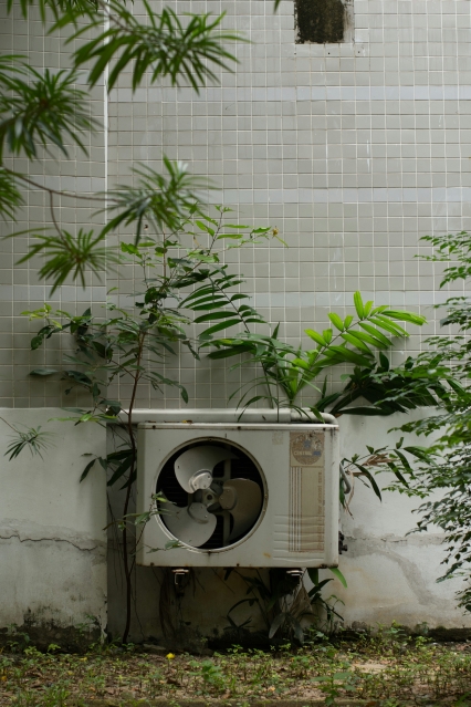 Indoor Plants and Mental Health – The Psychological Benefits of Greenery at Home