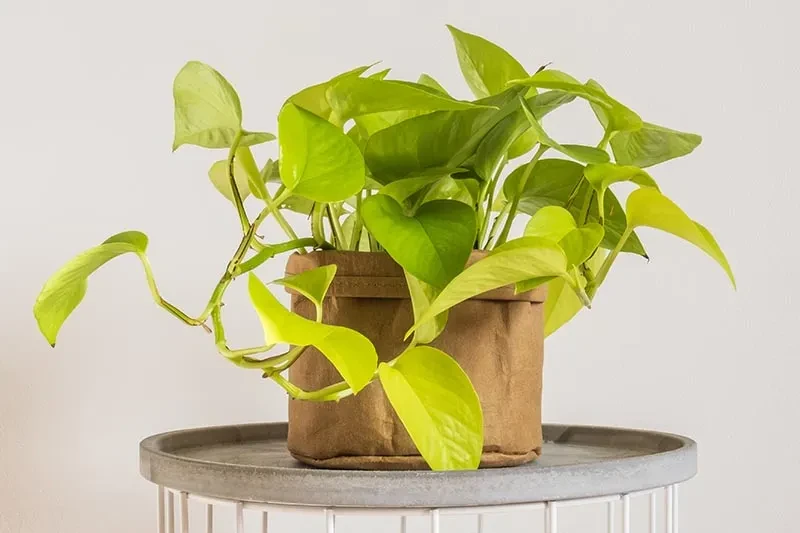 Yellow Pothos