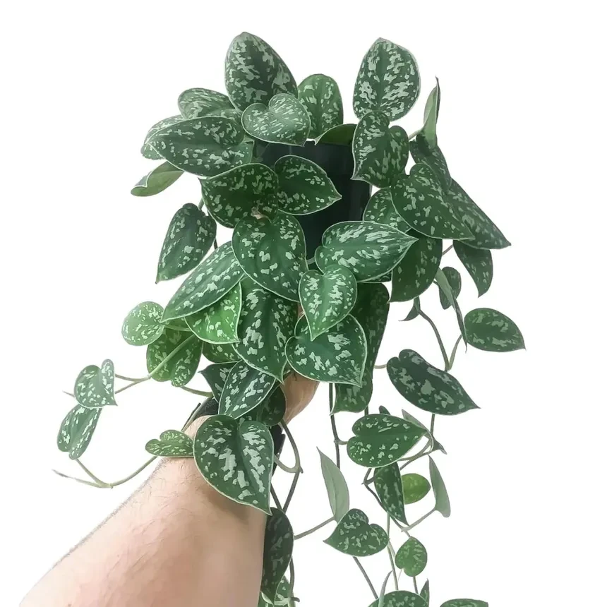 Pothos Green