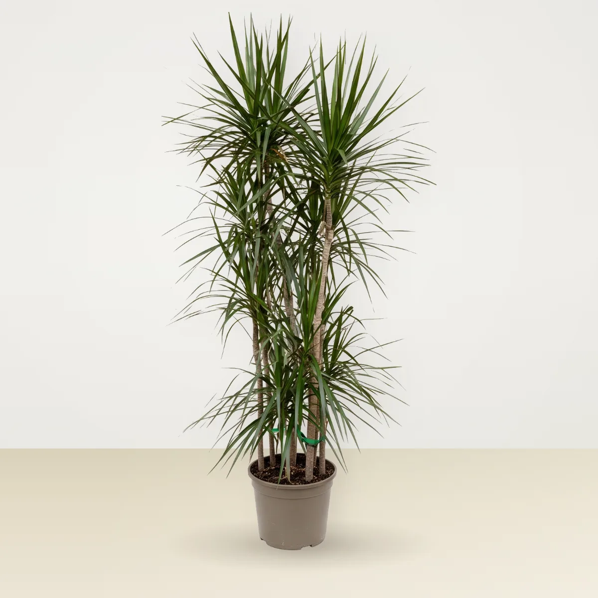 Dracaena angustifolia Large
